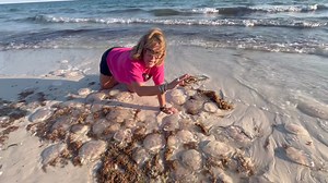 70K views · 519 reactions | Hundreds of moon jellyfish are washed ashore on Navarre Beach. Why? Check it outAll Things Navarre Beach & Pensacola Beach Official I LOVE NAVARRE BEACH @Followers | Navarre Beach Marine Science Station | Facebook