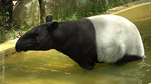 Malayan tapir, Tapirus indicus, Asian tapir, pooping in water. 4K