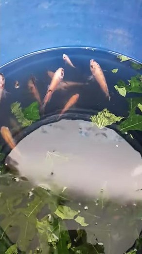 budidaya ikan nila sederhana tanpa aerator atau filter air.