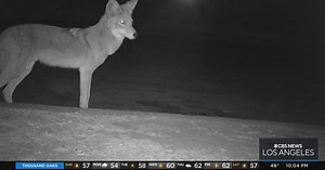 Coyotes kill three dogs over weekend in San Fernando Valley