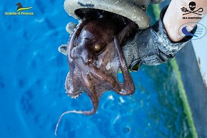 Pesca "a barattolo": trovate centinaia di trappole illegali per polpi e calamari nelle acque della Toscana