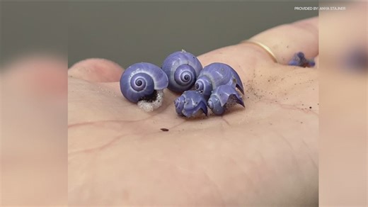 Rare, violet sea snails wash ashore in San Diego
