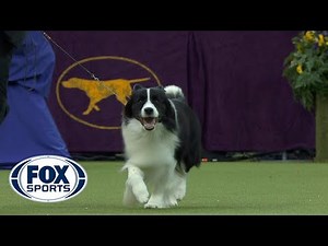 Flick the Border Collie wins the Herding Group | WESTMINSTER DOG SHOW (2018) | FOX SPORTS