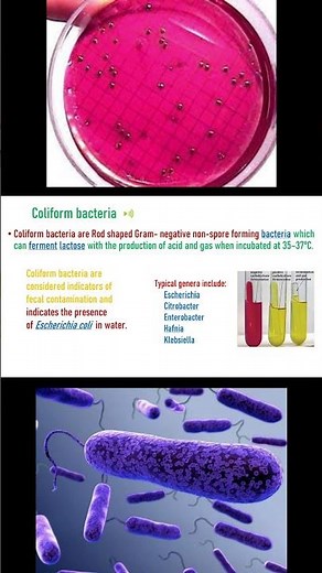 Coliform bacteria