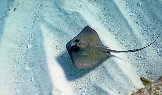 What are stingrays?