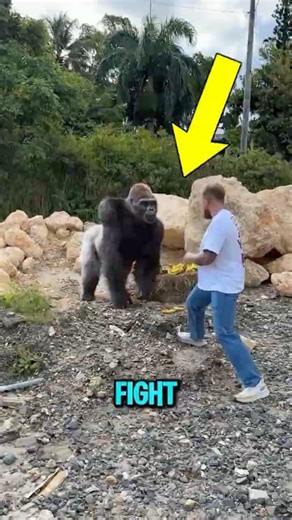 Face to Face with a Gorilla Don’t Make This Mistake 😱