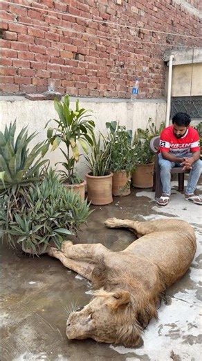 Big loss🥺💔simba no more with us🥺#lion #animals #pets #petlover #sad #love #death #simba #yt