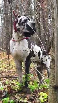 great dane dog♣️