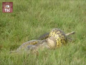 Snake eat pampas fox