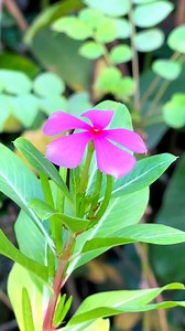 Madagascar periwinkle flower🪷#Madagascar #flowerlovers #garden | Maloti Vlog