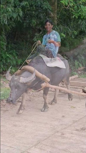 Our hard working carabao are seen at the heart of the barangay