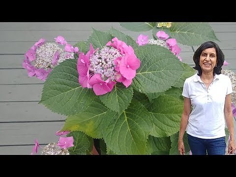 How to turn a blue hydrangea pink (with updates)