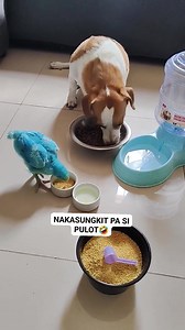 Buti nalang mabit si Bingo #bingoandtatay #reelsviralシ #doglover | Bingo and Tatay