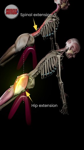Roman Chair Extensions: What’s Your Focus?🎯 Are you targeting your spinal erectors or focusing on glute activation? 🍑 If glutes are your goal, check out these tips: 1️⃣ Position your pelvic bones slightly above the pad to allow pelvic rotation. 2️⃣ Rotate your feet outward to maximize gluteus maximus engagement. 3️⃣ Round your back on the ascent to concentrate the movement on your hips and glutes. Ready to optimize your workouts for maximum results? Hit the link in bio! #RomanChair #GluteWorko