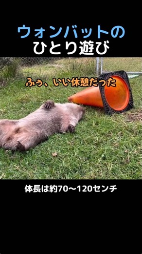 A wombat playing alone