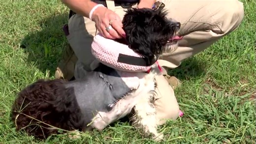 Dog recovering from 2 gunshot wounds in Tennessee