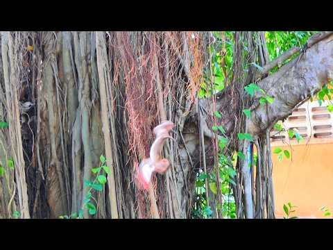 Newborn Baby Monkey Falls from a Tree – Emotional Wildlife Moment