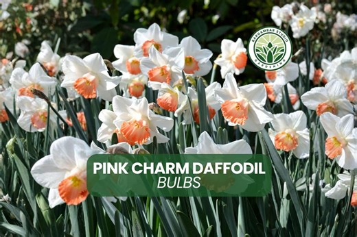 5 Pink Charm Daffodil Bulbs Narcissus Pink White Spring Flowers Garden Planting Bulbs Spring Flower Bulbs - Etsy