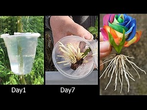 Method for propagating ROSES using Garlic, Water | How to propagation Roses | Roses From Cuttings