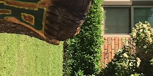 Lorena: Man carves Baylor bear sculpture out of old tree stump