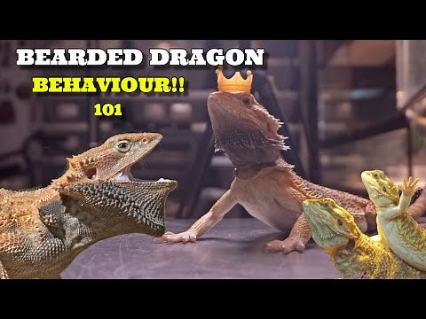 4 Bearded Dragon Behaviours! What Your Beardie Is Trying To Tell You! *Explained*