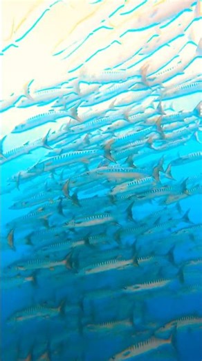 Barracuda