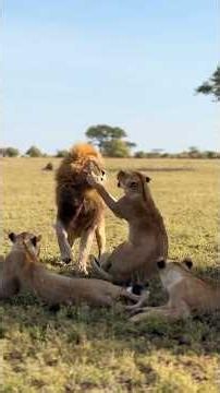 Lion Dad Got the Welcome He Didn't Expect 😂 Serengeti National Park