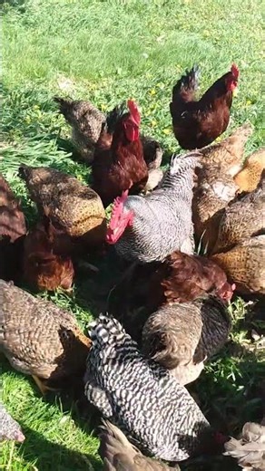 Chickens Foraging
