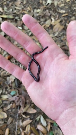 Brahminy Blind Snake: Explore the Fascinating World of Robert Rausch and the Unique Blind Snake Species