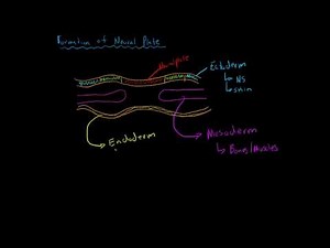 Formation of the Neural Plate