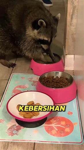 Why do raccoons always wash their food 😱🤔