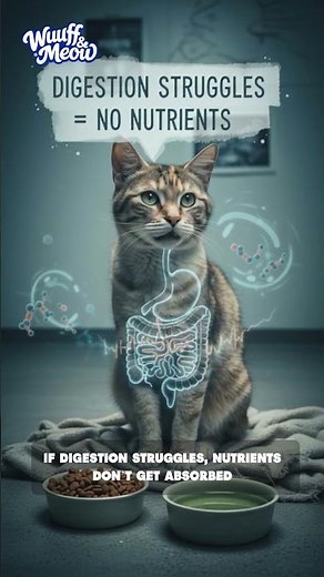 Gastro Problems Be Gone! Try This One Paste For Your Cat | Wuuff&Meow