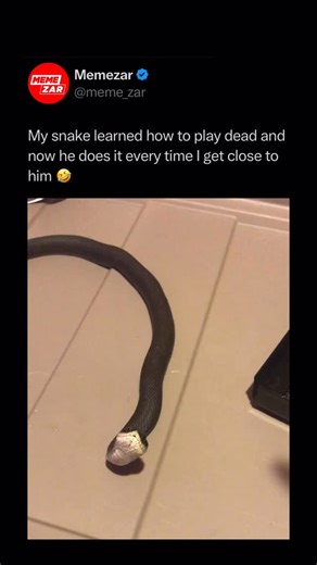 MEMEZAR • MEMES & MEME-CULTURE | Give him that Oscar right now! Some snakes play dead as a defense mechanism to avoid predators. When threatened, they may flip onto their... | Instagram