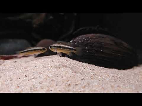 Apistogramma bitaeniata (wild) bij Aquarium Speciaalzaak Utaka