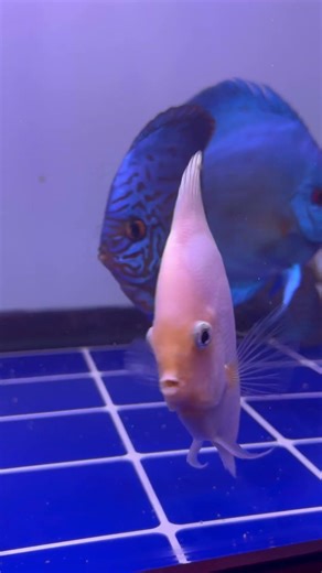 snow white discus🐠 #aquarium #ornamentalfish #fish #aquaticpets