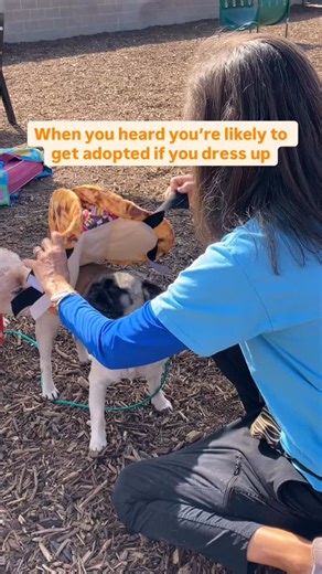 Happy Halloween from OC Animal Care! 👻🎃 Vito (A1939781) is the ultimate sweet treat looking for his forever home. He’s a social butterfly with people and other dogs, loves pets, and will do just about anything to make you smile. Come meet him at OC Animal Care and let this adorable pug add a little extra sweetness to your life! 💕🐾 | OC Animal Care