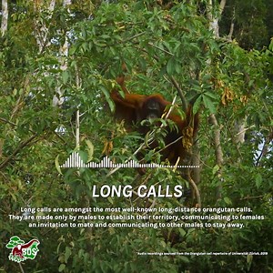 The orangutans are communicating! Are you listening? Here is a wonderful compilation of orangutan vocalizations created by our partners from BOS Foundation. Enjoy! | Orangutan Outreach