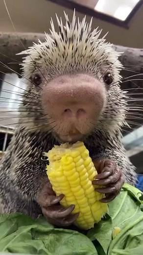 SOUND ON 🔊🔊 Baby porcupine eating corn 🔊 #viral #fyp #baby #porcupine #amazing