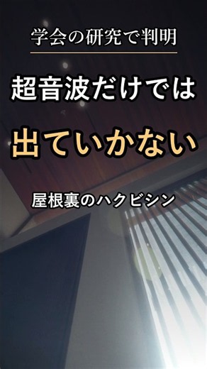 屋根裏のハクビシン｜超音波だけでは出ていきません #shorts