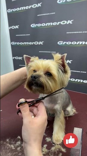 Stunning Yorkie Grooming Transformation! 🐶✂️