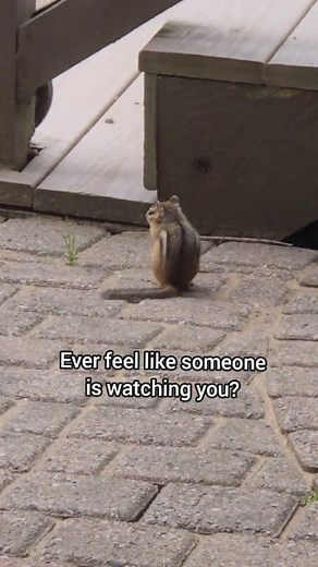 Alvin? Is that you? 🤣 #dachshund #chipmunk #bark #dogtoys #funnymoments #doglife #wienerdog #laughs #comeback #watching | Morgan, Rolo, & Pebbles