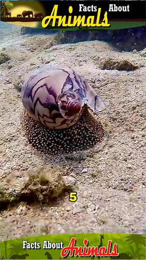 61K views · 1.3K reactions | Here are five of the most unusual survival strategies employed by various animals. #lifestyle #facts #about #animals #nature | Facts about Animals | Facebook