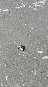 99K views · 2.3K reactions | Check it out! A sea turtle hatchling was making its way to the ocean on Folly Beach Tuesday morning! (Photo: Desiree Cowie) https://bit.ly/3oAsiD0 | WPDE ABC15 | Facebook
