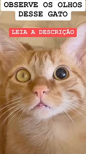 Anisocoria em gatos é a condição em que as pupilas dos olhos apresentam tamanhos diferentes. Isso pode indicar desde algo simples, como uma irritação ocular, até problemas mais graves, como traumas, doenças neurológicas, ou infecções oculares. Se você notar essa alteração no seu gato, é fundamental observar outros sinais, como dificuldade de enxergar, esfregar os olhos ou mudança no comportamento.A primeira ação deve ser levar o animal ao veterinário o mais rápido possível. O diagnóstico envolve