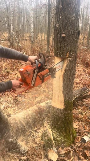 117K views · 864 reactions | #fblifestyle | Wood Of Branch | Facebook