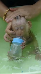 OM God!! Diaper Very Full - Mom Change & Cleaning - Take Care Moly Health11 Full video in First Comment ! | Monkey Dodo
