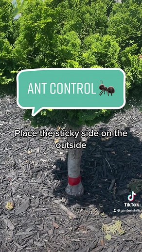 Effective Ways to Control Ants in Your Garden and on Trees