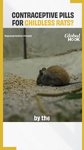 New York To Use Birth-Control Pills To Reduce Rat Population #NewYork #BirthControl Watch: https://youtube.com/shorts/KRCkeHgJnRY?feature=share | editorji