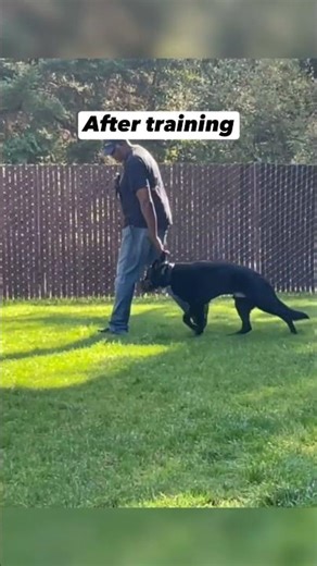 BEFORE AND AFTER TRAINING OF HYPER DOG