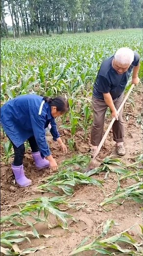 Manual Corn Row Planting Using a Spade Shovel